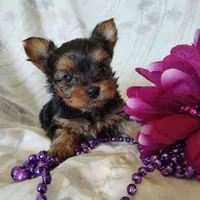 Anna, a female Yorkshire Terrier for sale in Pine Grove, PA – 1 of 6