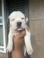 Leo, a male American Bully for sale in Allendale, SC – 2 of 3