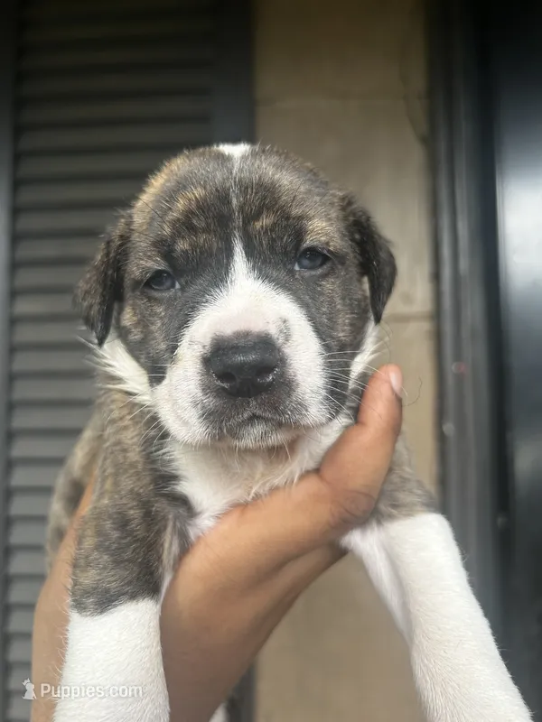 Hazle – American Bully puppy for sale in Allendale, SC
