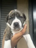 Hazle, a male American Bully for sale in Allendale, SC – 1 of 3