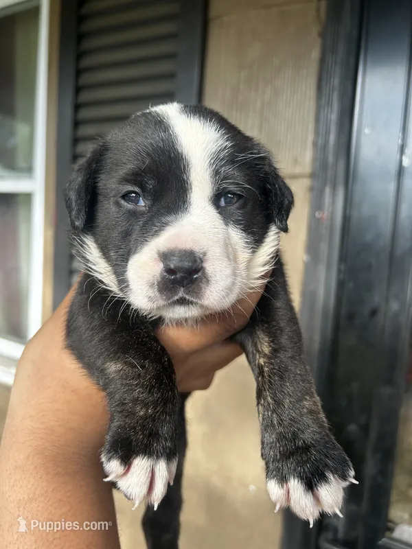 Mercedes – American Bully puppy for sale in Allendale, SC