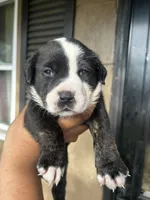 Mercedes, a male American Bully for sale in Allendale, SC – 1 of 2