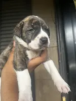 Hazle, a male American Bully for sale in Allendale, SC – 3 of 3