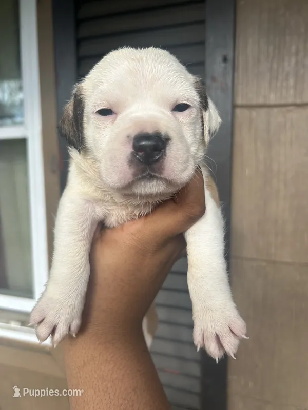 Leo – American Bully puppy for sale in Allendale, SC