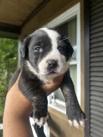 Mercedes, a male American Bully for sale in Allendale, SC – 2 of 2