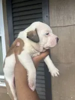 Leo, a male American Bully for sale in Allendale, SC – 3 of 3