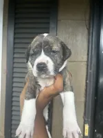 Hazle, a male American Bully for sale in Allendale, SC – 2 of 3