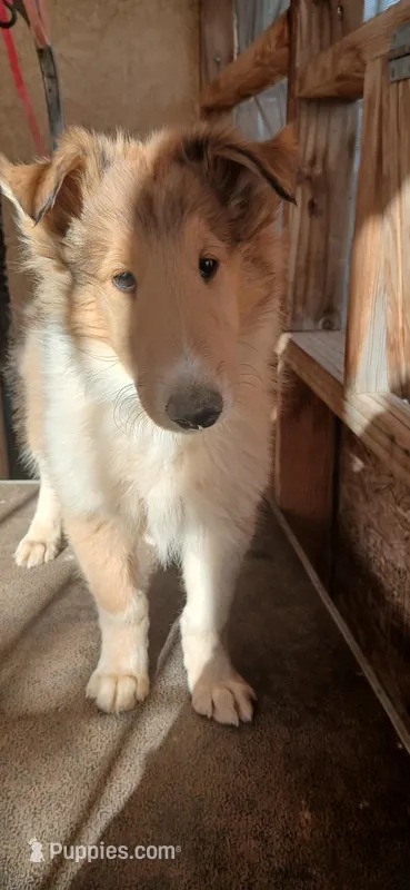 Jewel – Collie puppy for sale in Los Lunas, NM