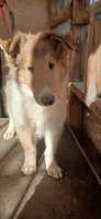 Jewel, a female Collie for sale in Los Lunas, NM – 1 of 1