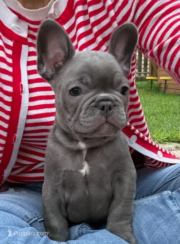 Snickers – French Bulldog puppy for sale in Summerville, SC