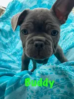 Buddy, a male French Bulldog for sale in Summerville, SC – 10 of 10