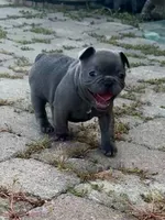 Snickers, a male French Bulldog for sale in Summerville, SC – 1 of 2