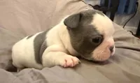 Bingo, a female French Bulldog for sale in Summerville, SC – 7 of 10