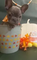 Rusty, a male French Bulldog for sale in Summerville, SC – 5 of 9