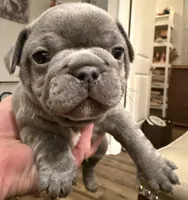 Rusty, a male French Bulldog for sale in Summerville, SC – 10 of 10