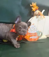 Rusty, a male French Bulldog for sale in Summerville, SC – 3 of 9