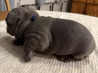 Buddy, a male French Bulldog for sale in Summerville, SC – 7 of 10