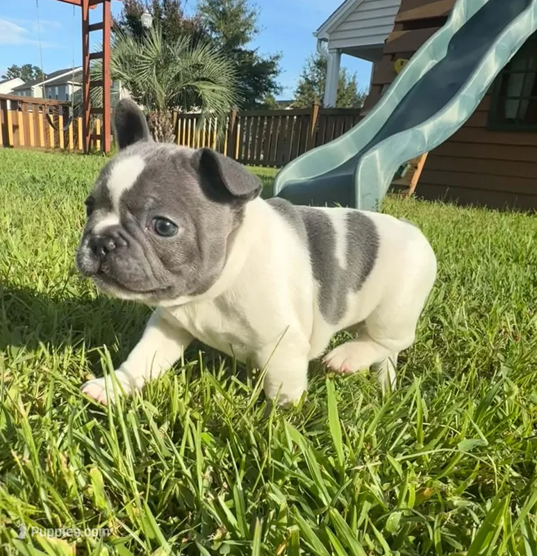 Winton – French Bulldog puppy for sale in Summerville, SC