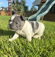 Winton, a male French Bulldog for sale in Summerville, SC – 1 of 4