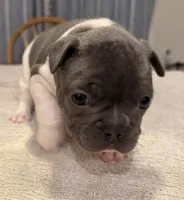 Muffin, a female French Bulldog for sale in Summerville, SC – 2 of 10