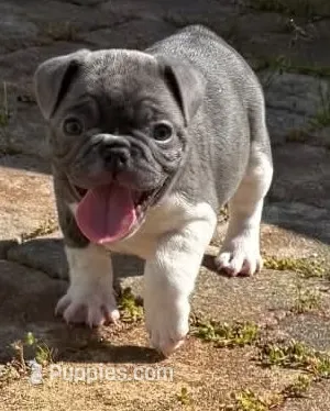 Jack – French Bulldog puppy for sale in Summerville, SC
