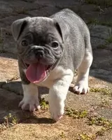 Jack, a male French Bulldog for sale in Summerville, SC – 1 of 6