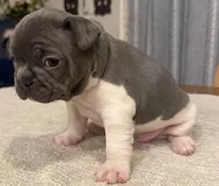 Muffin, a female French Bulldog for sale in Summerville, SC – 10 of 10