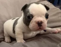 Bingo, a female French Bulldog for sale in Summerville, SC – 3 of 10
