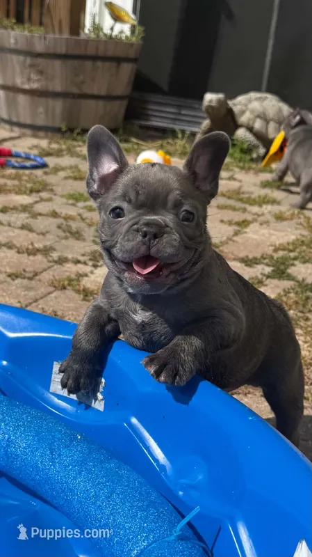 Bluey – French Bulldog puppy for sale in Summerville, SC