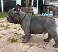 Buddy, a male French Bulldog for sale in Summerville, SC – 4 of 10