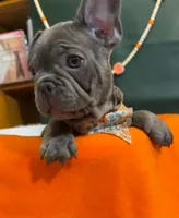 Buddy, a male French Bulldog for sale in Summerville, SC – 1 of 10