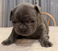 Buddy, a male French Bulldog for sale in Summerville, SC – 4 of 10