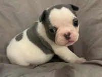 Bingo, a female French Bulldog for sale in Summerville, SC – 5 of 10