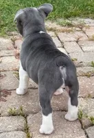 Jack, a male French Bulldog for sale in Summerville, SC – 5 of 6