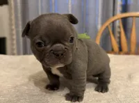 Bluey, a female French Bulldog for sale in Summerville, SC – 3 of 5