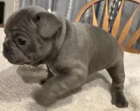 Rusty, a male French Bulldog for sale in Summerville, SC – 3 of 10