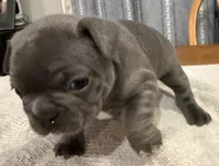 Rusty, a male French Bulldog for sale in Summerville, SC – 5 of 10