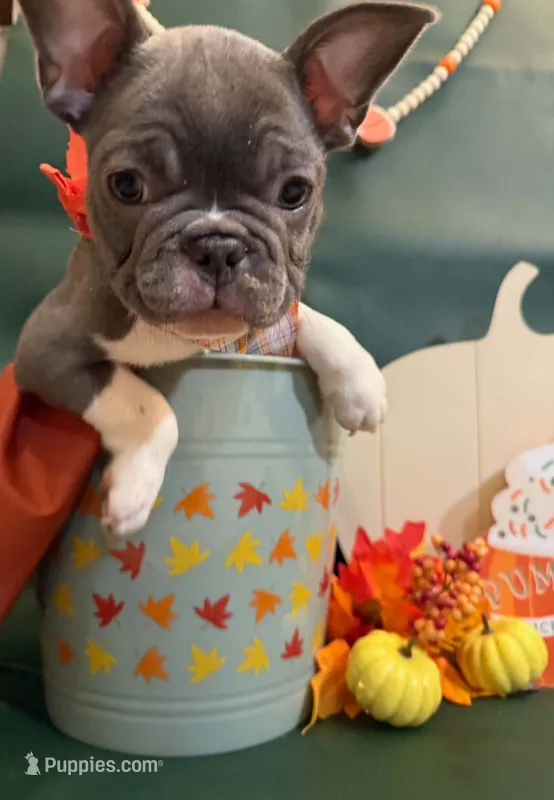 Jack – French Bulldog puppy for sale in Summerville, SC
