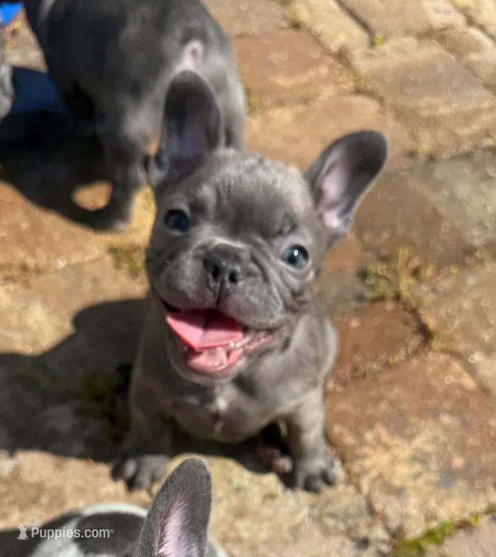 Buddy – French Bulldog puppy for sale in Summerville, SC