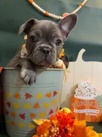 Buddy, a male French Bulldog for sale in Summerville, SC – 8 of 10