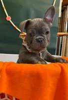 Buddy, a male French Bulldog for sale in Summerville, SC – 7 of 10