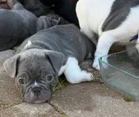 Jack, a male French Bulldog for sale in Summerville, SC – 6 of 6