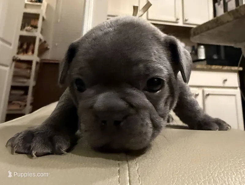 Rusty – French Bulldog puppy for sale in Summerville, SC