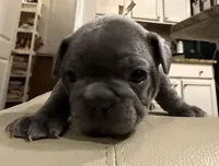 Rusty, a male French Bulldog for sale in Summerville, SC – 1 of 10