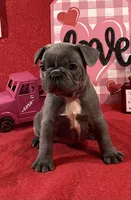 Toad, a  French Bulldog for sale in Summerville, SC – Photo 1 of 6