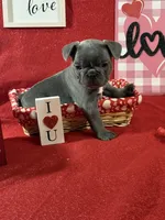 Toad, a  French Bulldog for sale in Summerville, SC – Photo 4 of 6