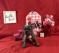 Toad, a  French Bulldog for sale in Summerville, SC – Photo 6 of 6