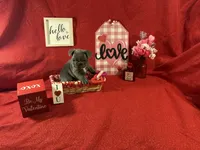 Toad, a  French Bulldog for sale in Summerville, SC – Photo 5 of 6