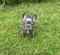 Rusty, a male French Bulldog for sale in Summerville, SC – 2 of 9