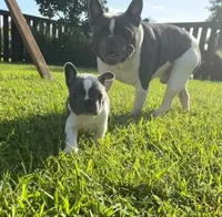 Winton, a male French Bulldog for sale in Summerville, SC – 2 of 4